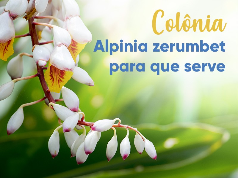 Colônia (Alpinia zerumbet): para que serve
